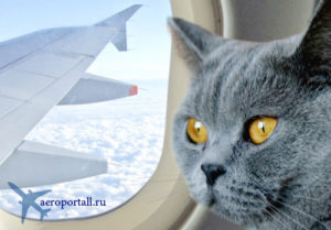 Кот в самолете